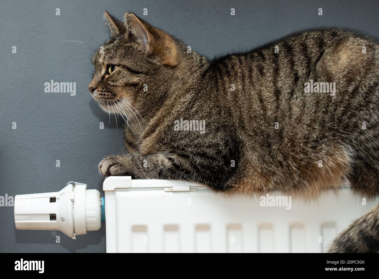 Multi Striped Cat High Resolution Stock Photography And Images Alamy