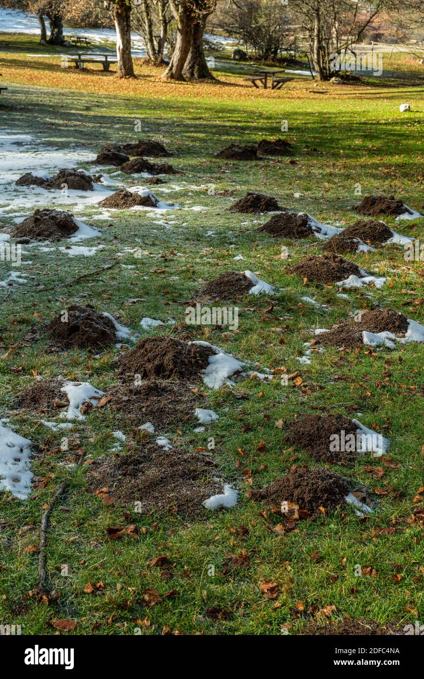 Mammals burrow underground hi-res stock photography and images - Alamy