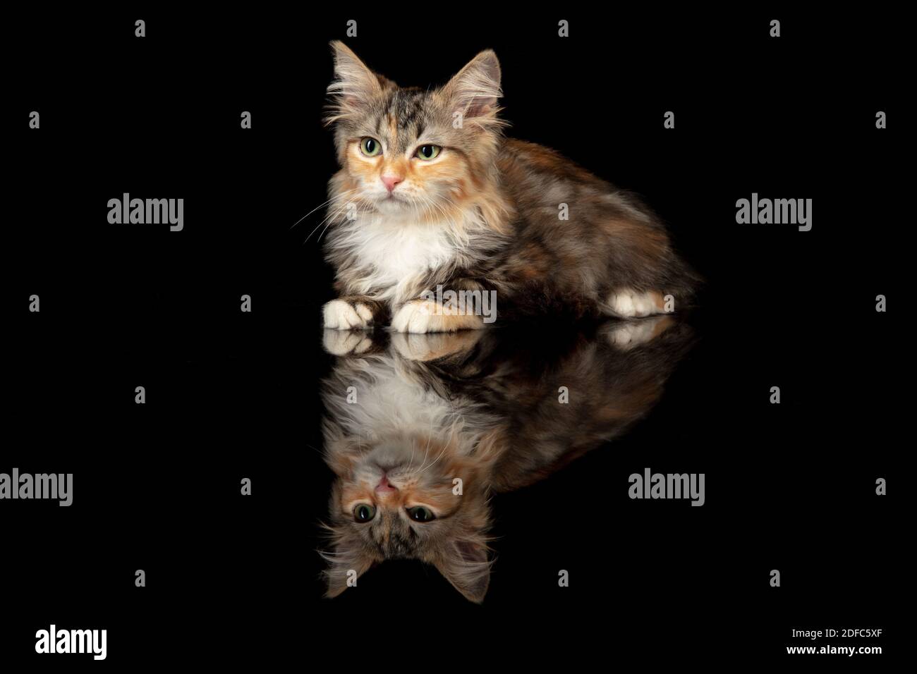 Calmness. Little multicolor kitty of Siberian cat isolated on black studio background. Studio photoshot. Concept of motion, action, pets love, animal grace. Looks happy, delighted, funny. Copyspace. Stock Photo