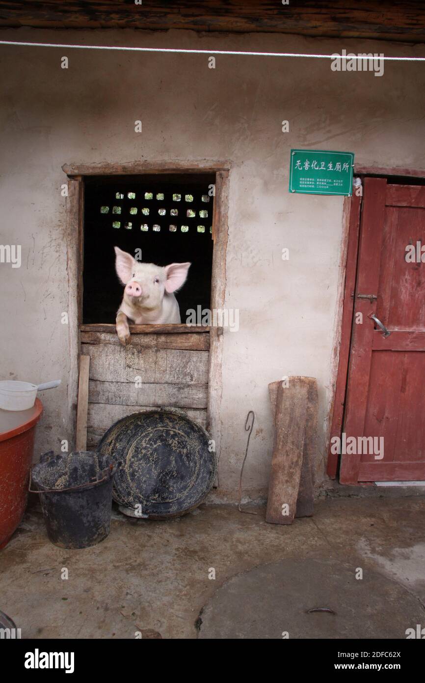 China, Guizhou, pig on farm in the village of Shiqiao Stock Photo