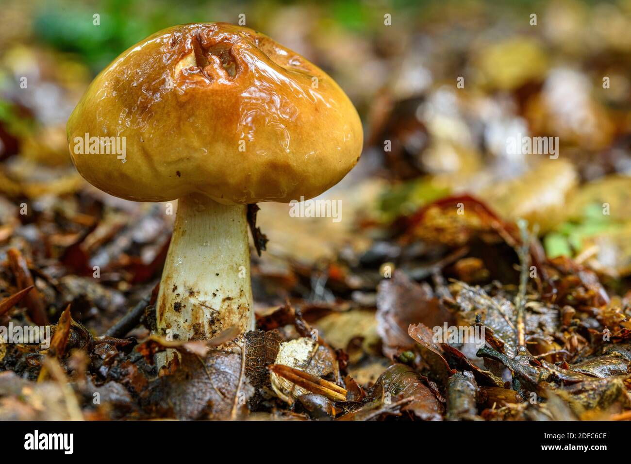 France, Somme (80), Cr?cy-en-Ponthieu, Cr?cy forest, Mushroom, Tricholoma ustale Stock Photo