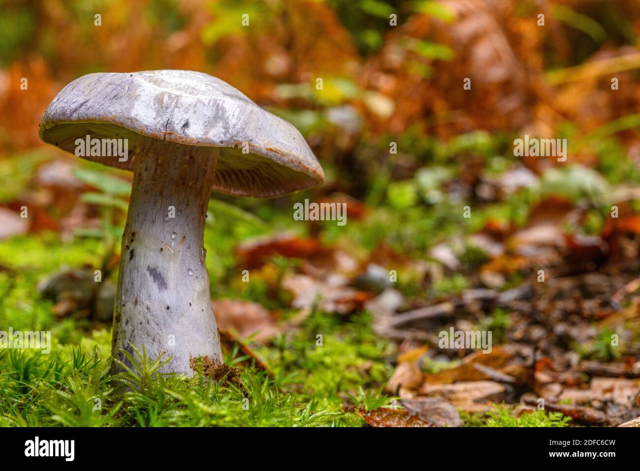 France, Somme (80), Cr?cy-en-Ponthieu, Cr?cy forest, Mushroom, Cortinarius paralbocyaneus Stock Photo