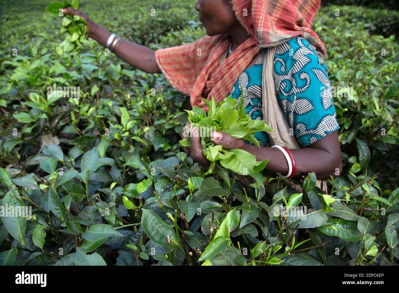Bangladesh, woman working in a tea plantation in Sreemangal Stock Photo