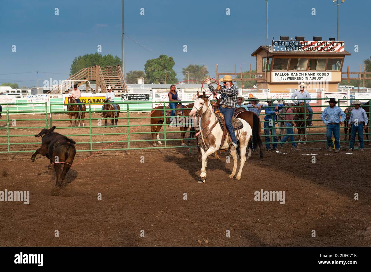 Fallon, Nevada - August 3, 2014: A cowboy on horseback roping a calf in ...