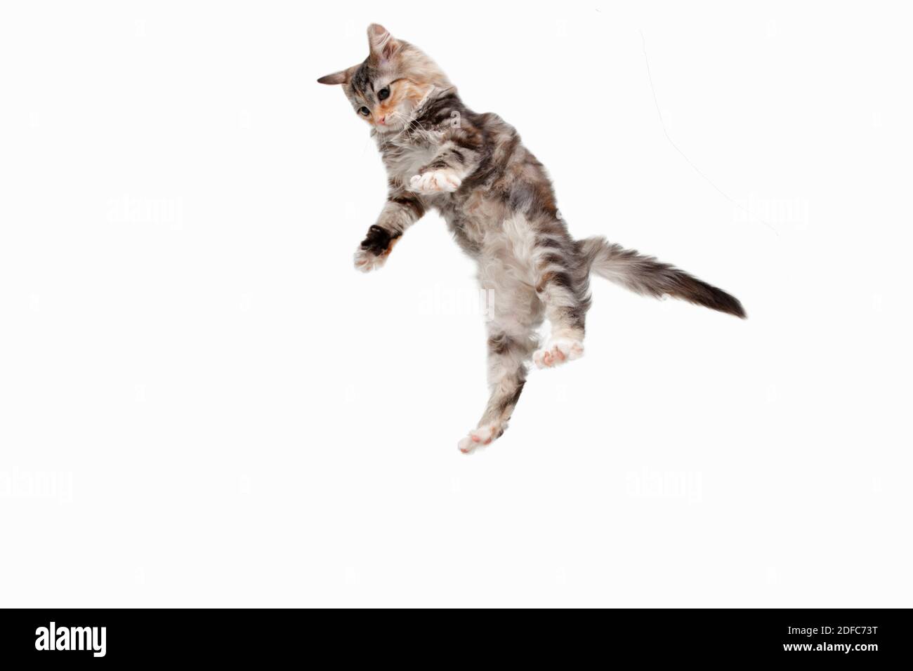 Jumping Cool Cat High-Res Vector Graphic - Getty Images