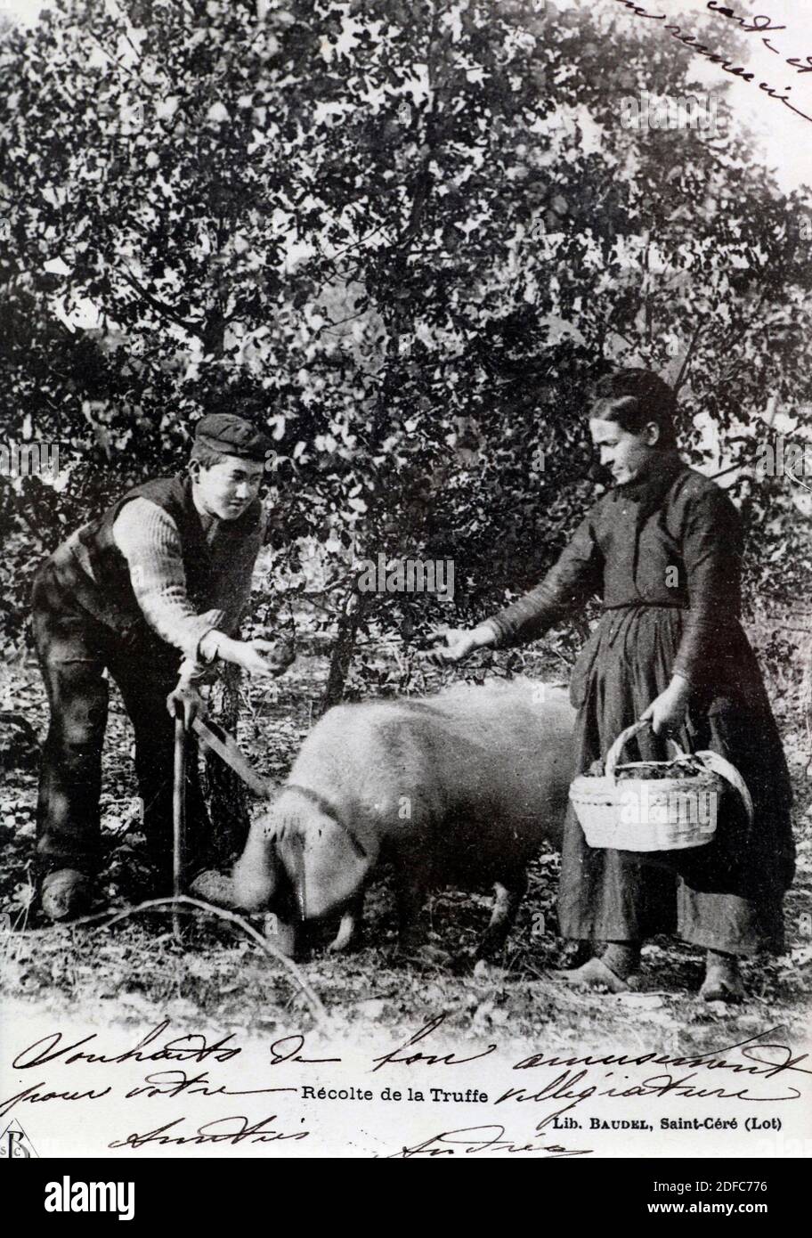 France, Vaucluses, Richerenches, Provencal truffle (Tuber Melanosporum) or black diamond in popular name , searching for truffles with a pig Stock Photo