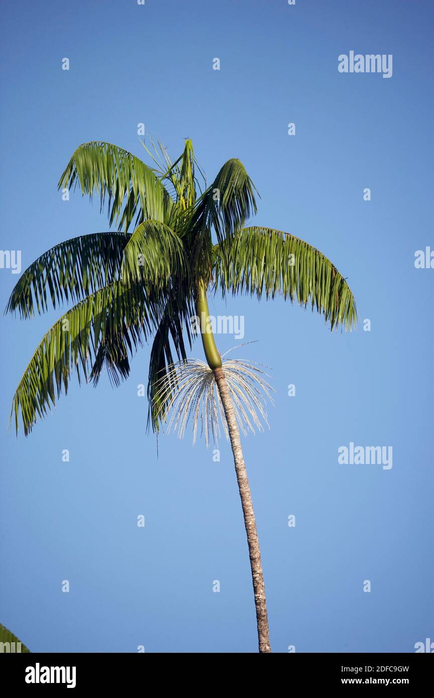 Moriche Plam, mauritia flexuosa, Trees producing Heart of Palm, Irinoco Delta in Venezuela Stock Photo