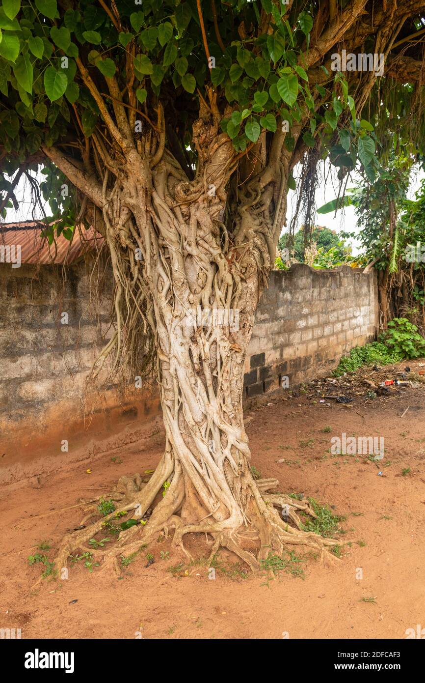 Togo, Togoville, tree Stock Photo
