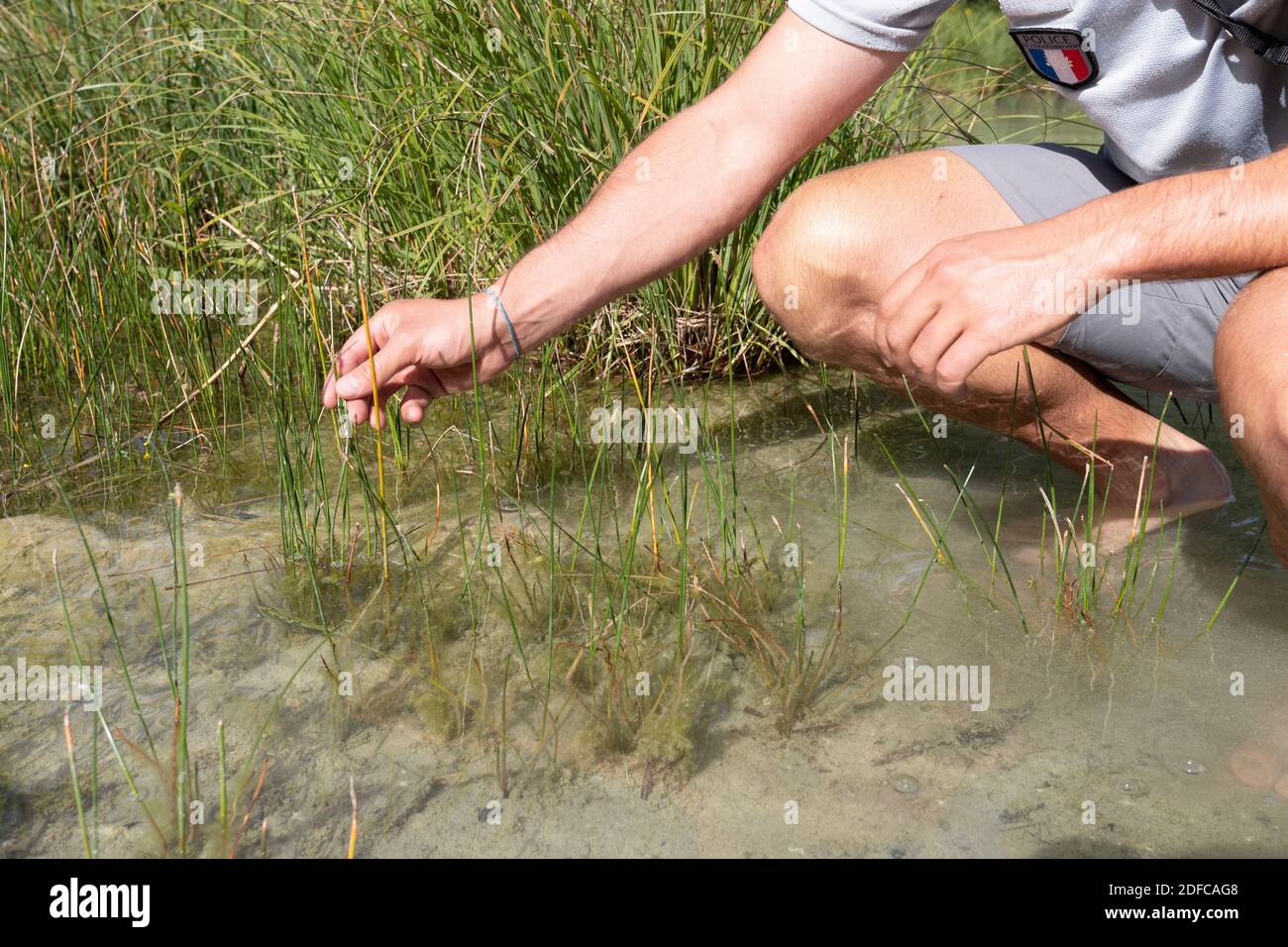 France, Savoie, Avant-Pays savoyard, the lake of Aiguebelette, the guard inspects the flora, Here the lake bulrush (Scirpus lacustris) Stock Photo