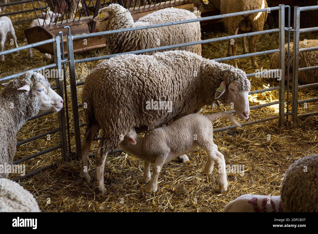 France, Hautes Alpes, (05) massif du Devoluy, Sebastien Arnaud, eleveur de brebis et producteur de laine Merinos, ferme Flouka ? Maubourg Stock Photo