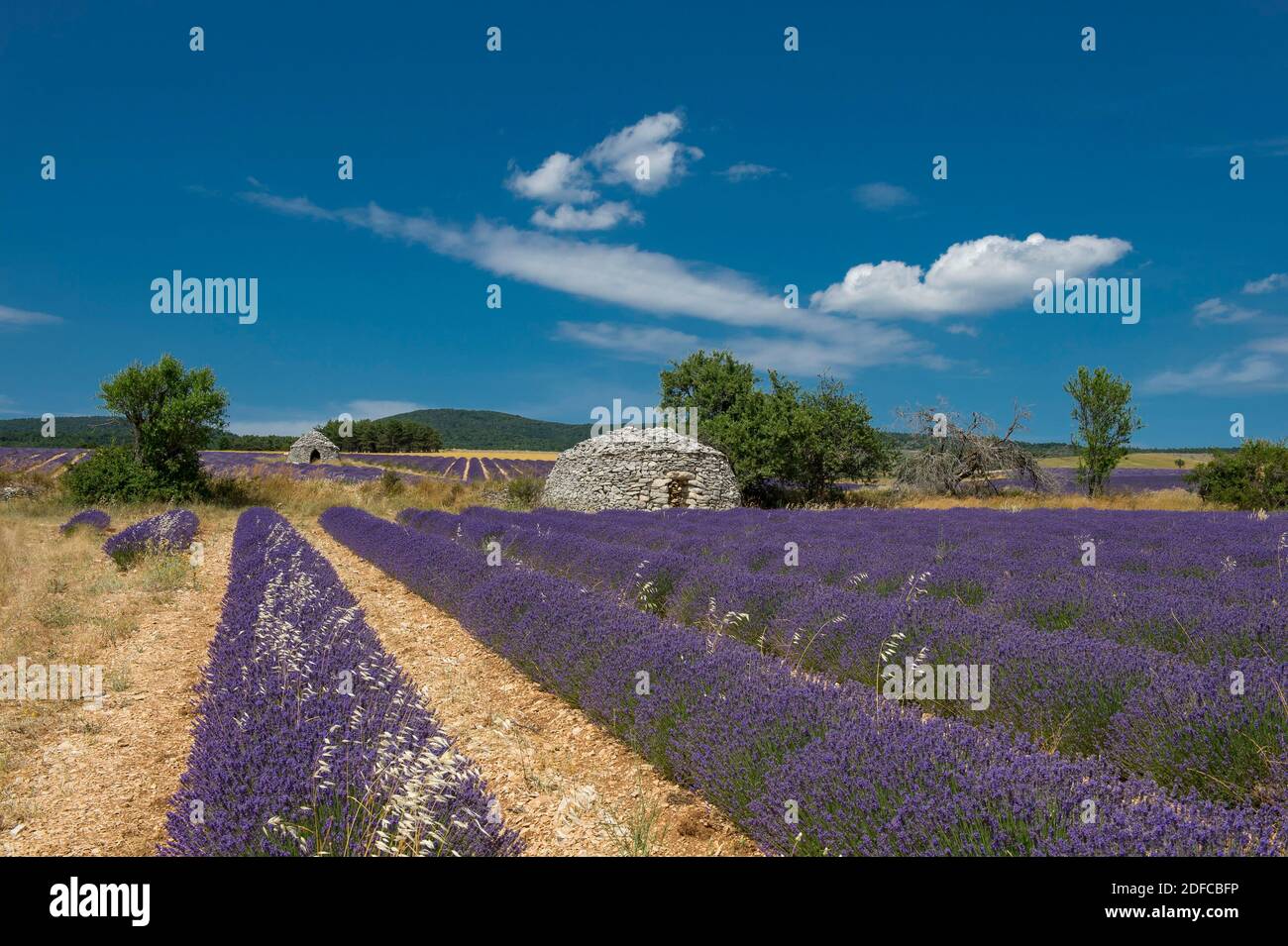France, Drome, Ferrassieres, idyl landscape of boria in the middle of lavender fields with flowers Stock Photo