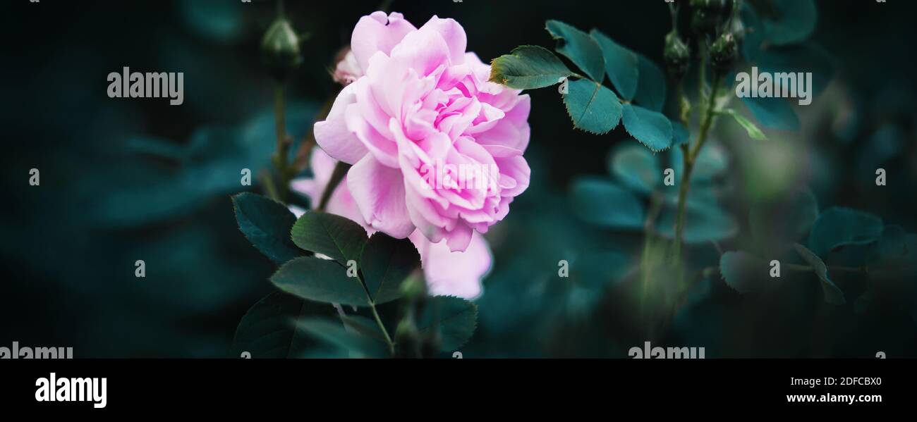 In the garden, a delicate fragrant pink rose flower blooms among the