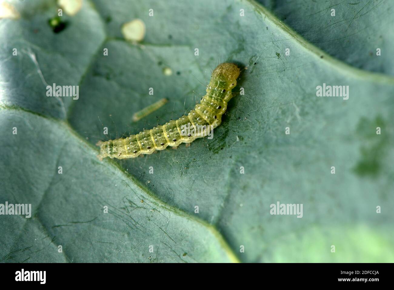 France, Territoire de Belfort, Belfort, vegetable garden, Cabbage moth (Plutella xylostella), caterpillar under a Brussels sprout leaf Stock Photo