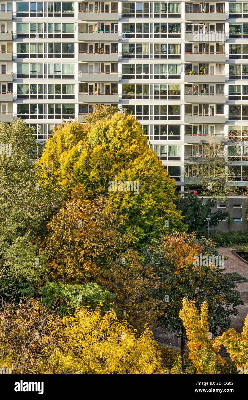 Rotterdam, The Netherlands, September 6, 2020: colorful trees in one of the parks in the Lijnbaan area surrounded by residential buildings from the 19 Stock Photo