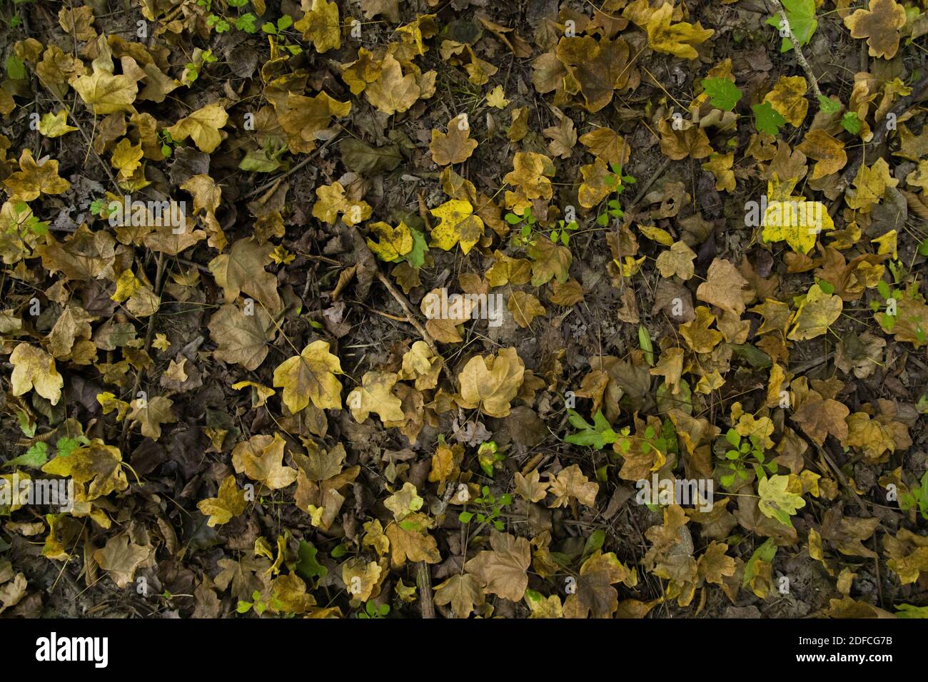 Background texture of autumn leaves in the woods Stock Photo