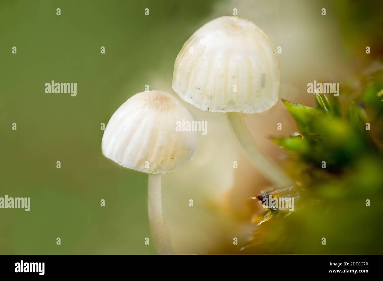 White parasitic mushrooms on mossy tree trunk in the woods Stock Photo