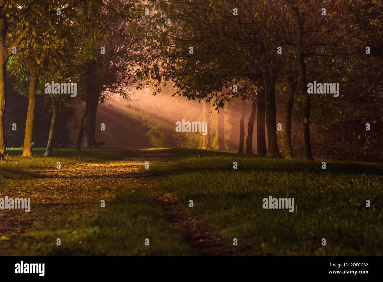 Sun rays through the trees hi-res stock photography and images - Alamy