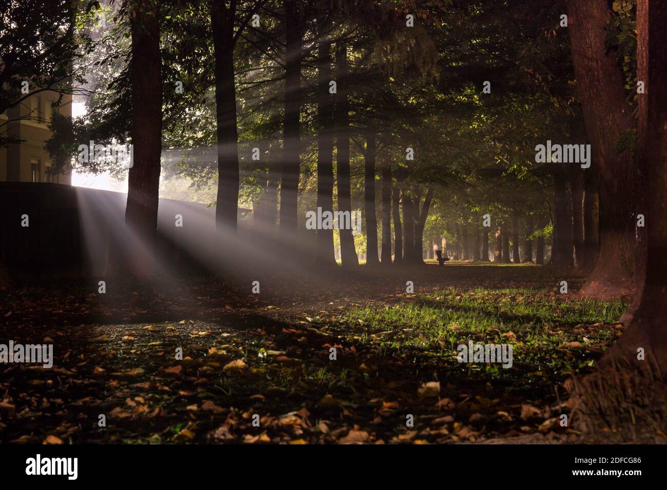 Sun rays through the trees hi-res stock photography and images - Alamy