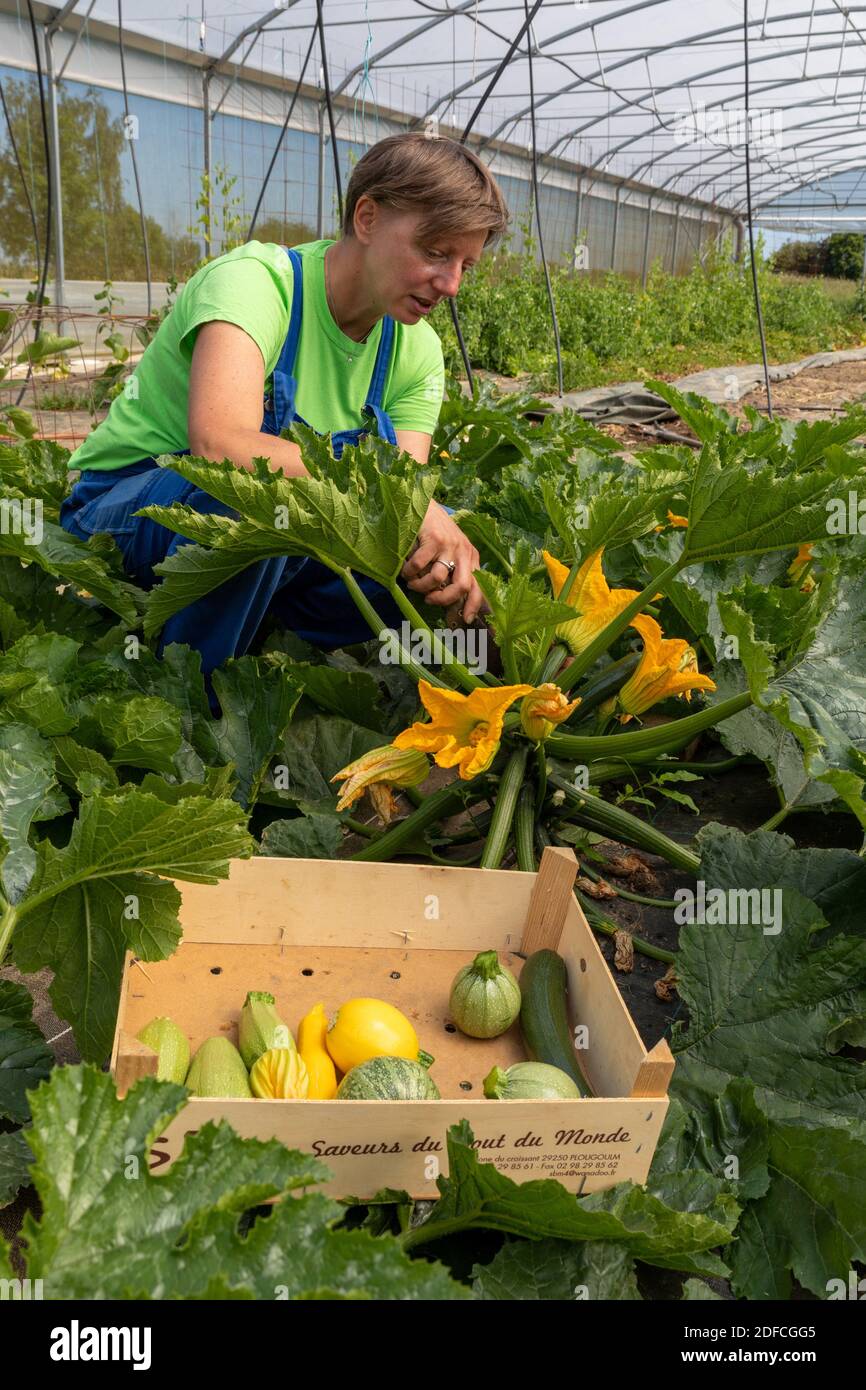 CHRISTELLE, MARKET GARDENER AT THE TERRE FERME, IN HER GREENHOUSE GATHERING ZUCCHINI, CHERONVILLIERS, EURE, NORMANDY, FRANCE, EUROPE Stock Photo