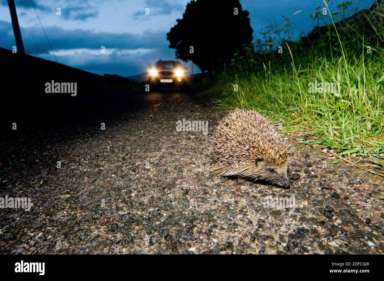 Hedgehog (Erinaceus europaeus) in danger of being run over by a car. Stock Photo