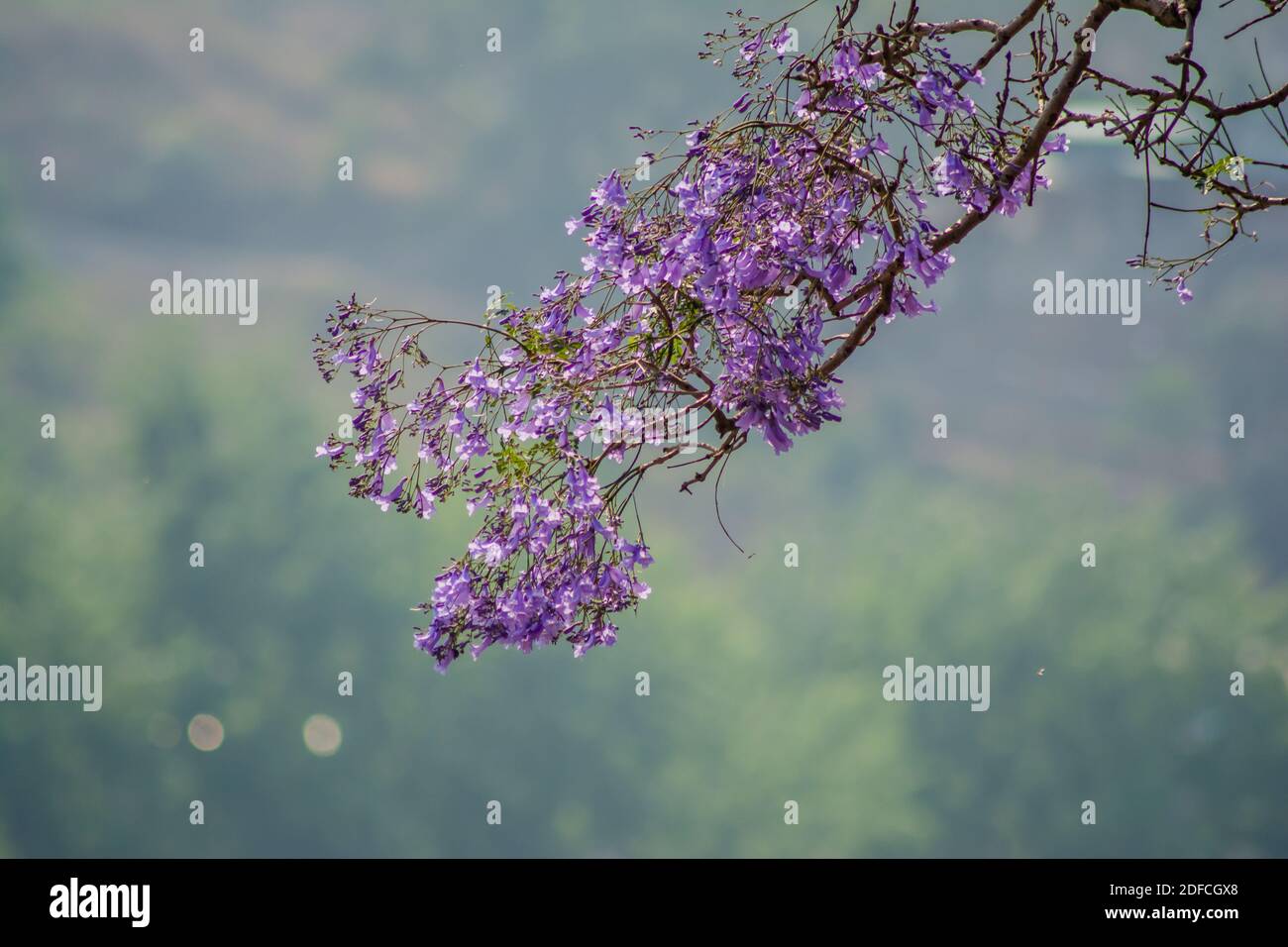 Jacaranda family hi-res stock photography and images - Alamy