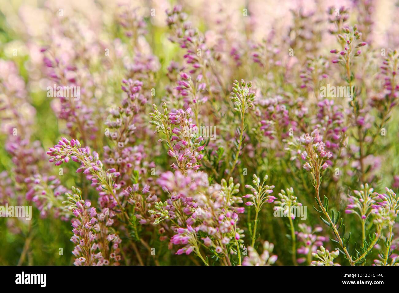 Wood texture background surface with old natural pattern Stock Photo