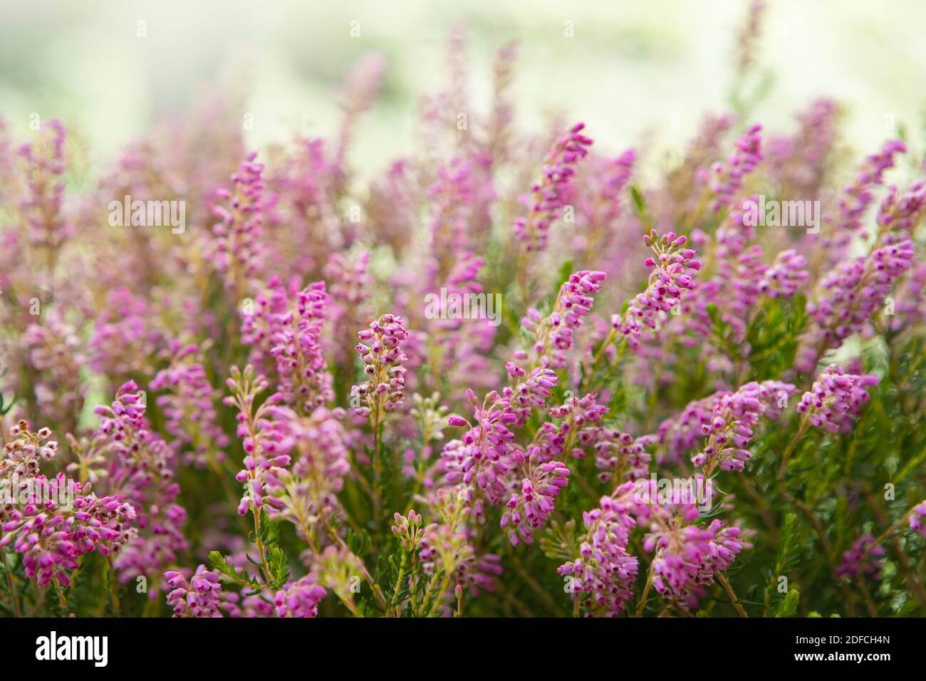 Wood texture background surface with old natural pattern Stock Photo
