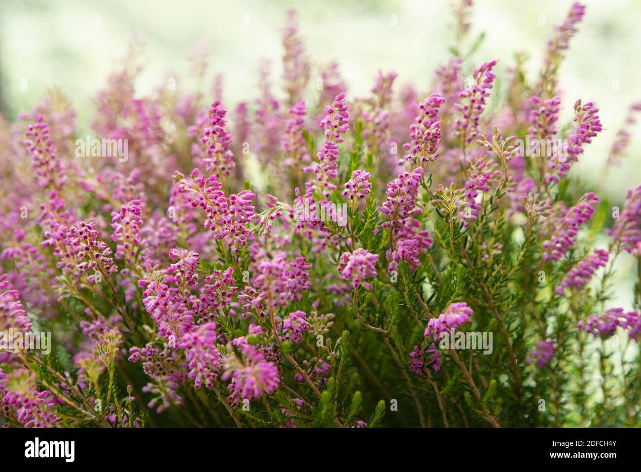 Wood texture background surface with old natural pattern Stock Photo