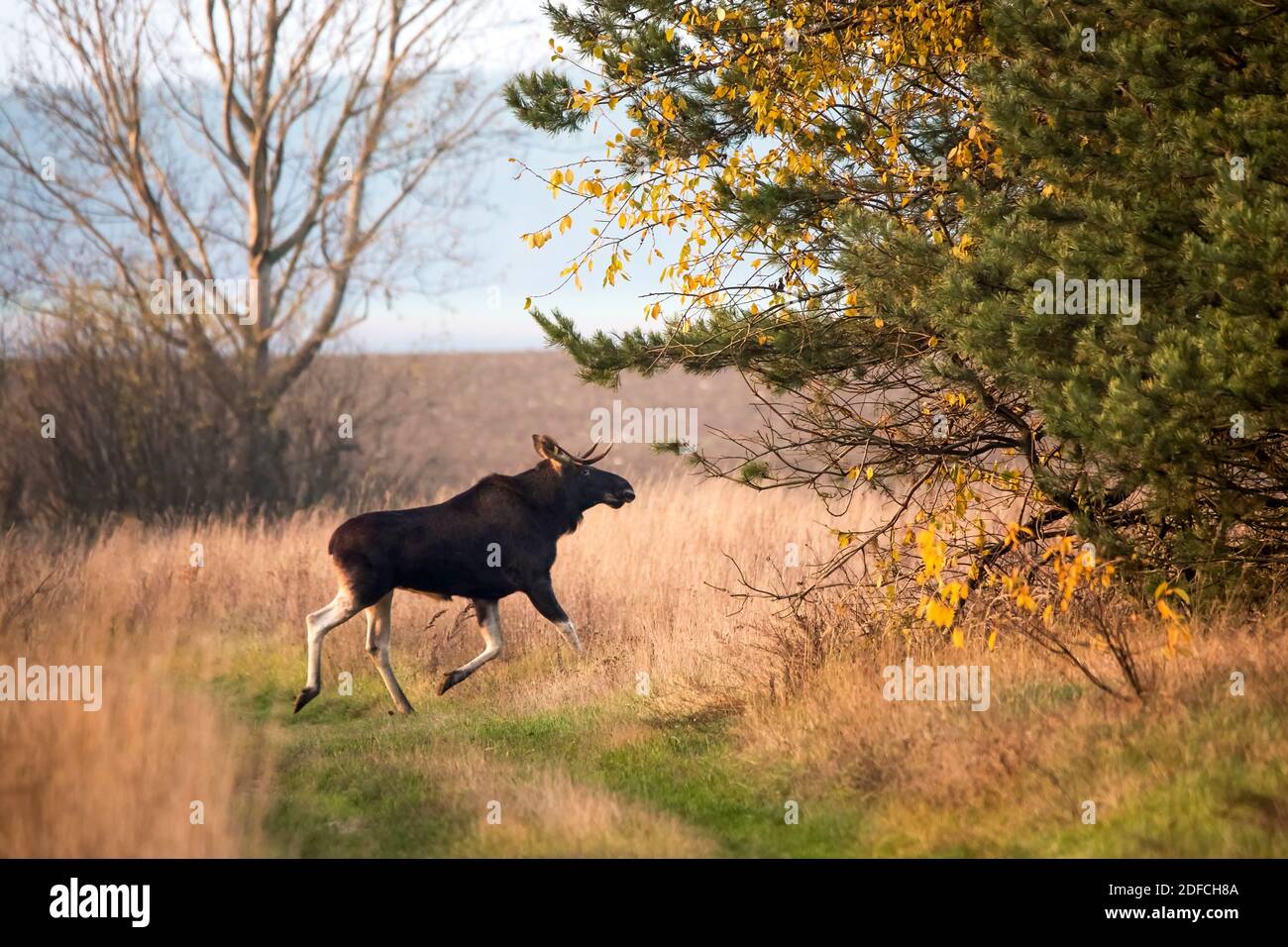Moose, animals in the wild, wildlife, nature Stock Photo