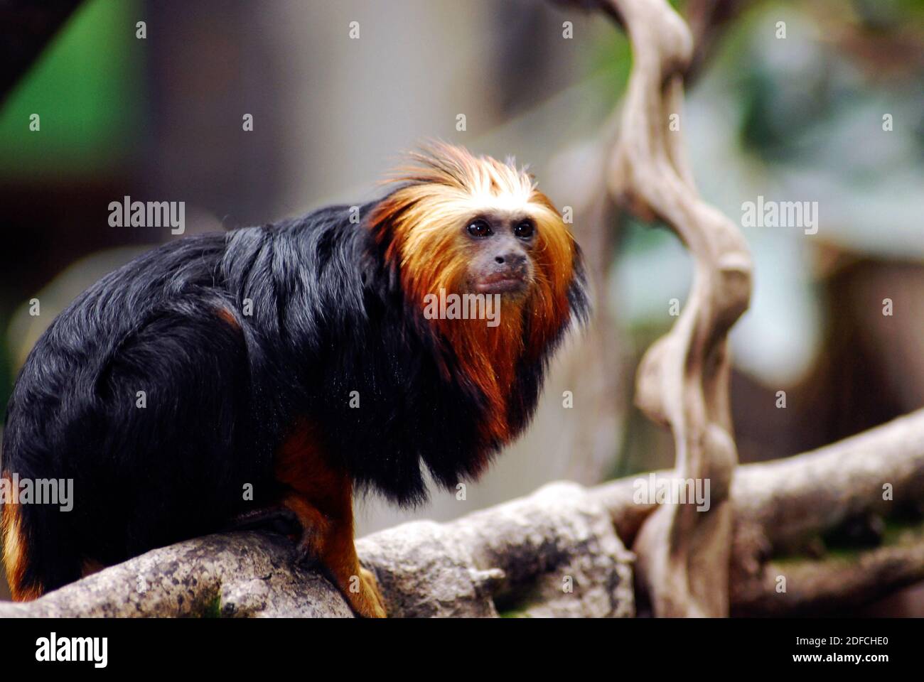 The golden-headed lion tamarin (Leontopithecus chrysomelas) AKA golden-headed tamarin, is a lion tamarin endemic to forests in Brazil's state of Bahia Stock Photo