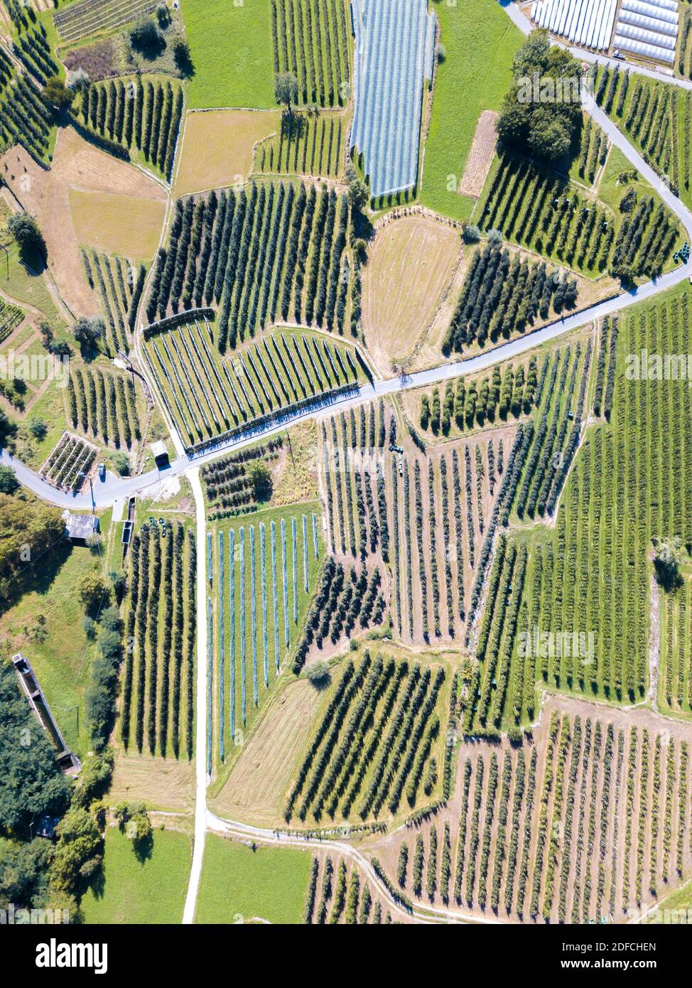 Aerial view of apple orchards and cultivated fields, Valtellina, Sondrio province, Lombardy, Italy Stock Photo