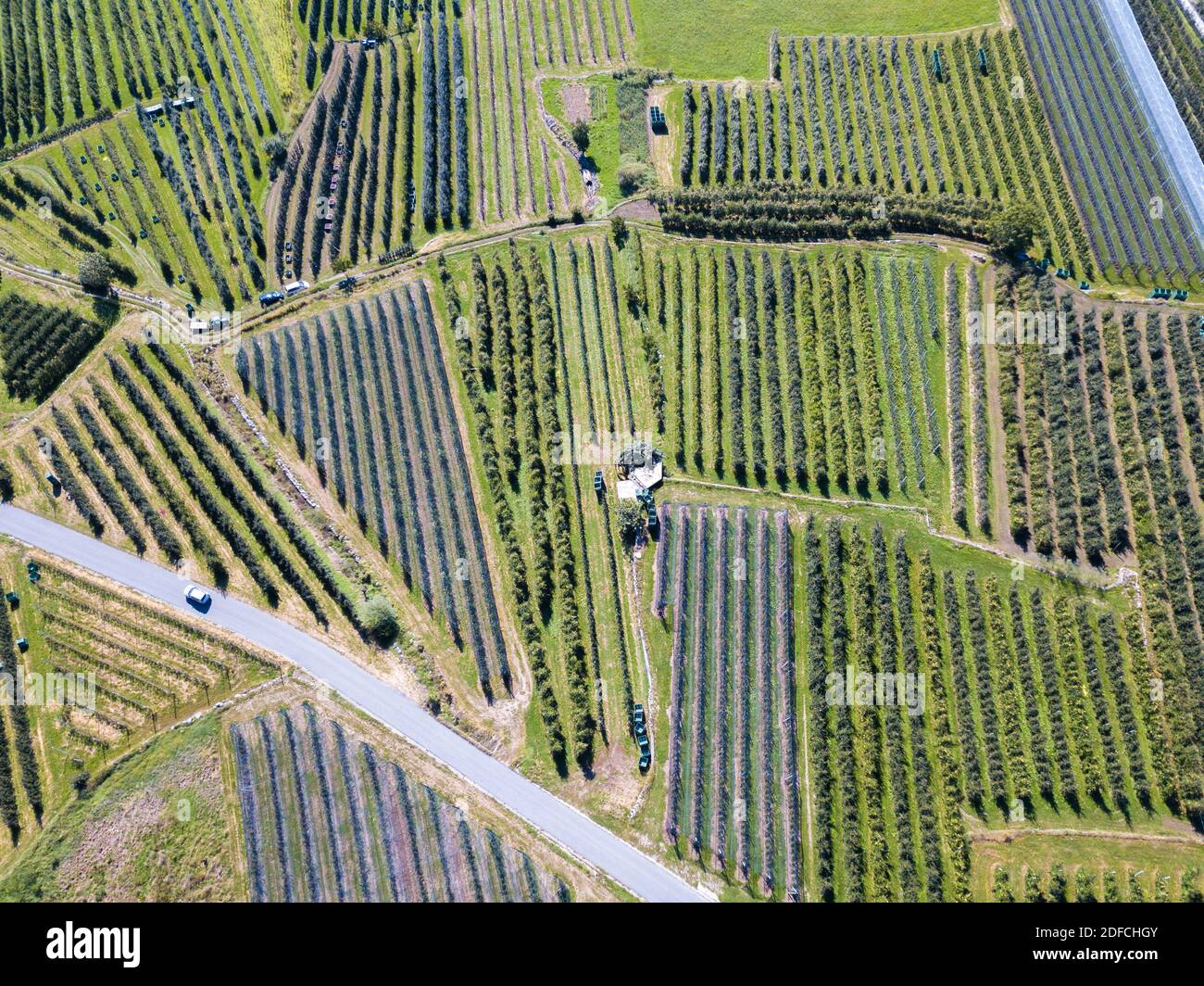 Aerial view of country road along the apple orchards, Valtellina, Sondrio province, Lombardy, Italy Stock Photo