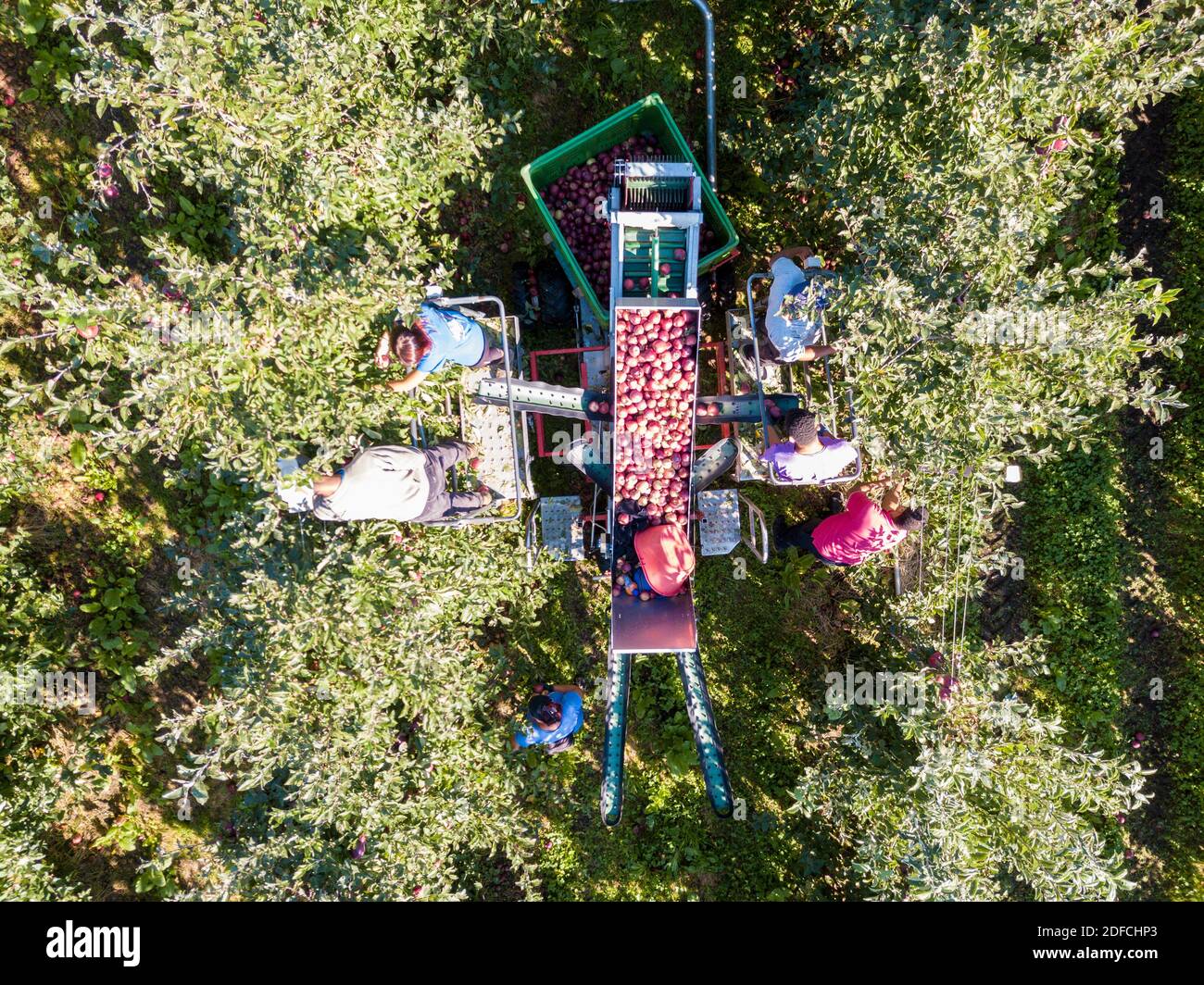 Workers picking apples during harvest using automatic machine seen from above, Valtellina, Sondrio province, Lombardy, Italy Stock Photo
