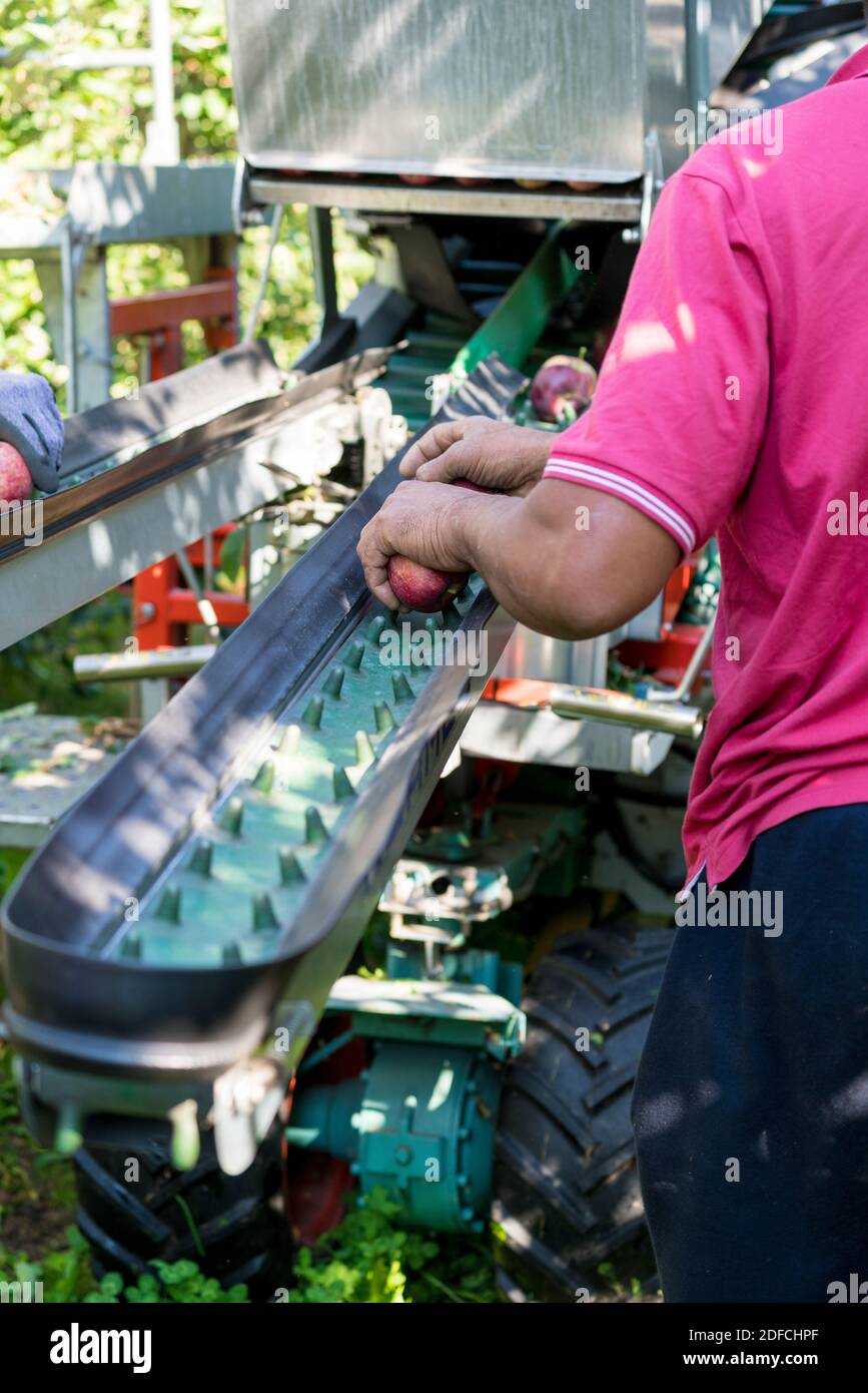 Automated apple harvesting with agricultural machine thanks to advanced technology, Valtellina, Lombardy, Italy Stock Photo
