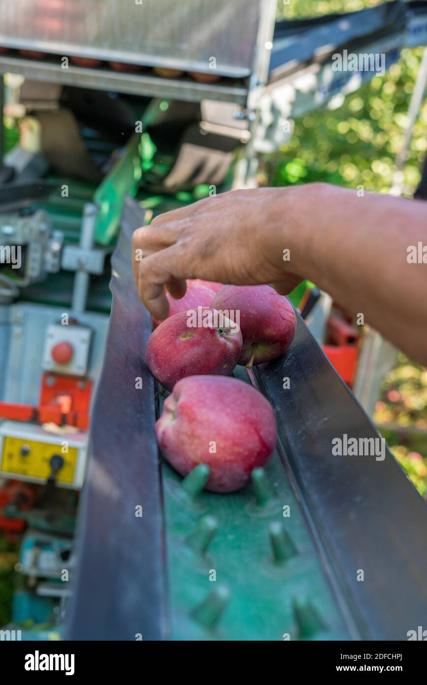 Hand of farmer picking apples from the Pluk-O-Trak agricultural machine arms during harvest, Valtellina, Lombardy, Italy Stock Photo