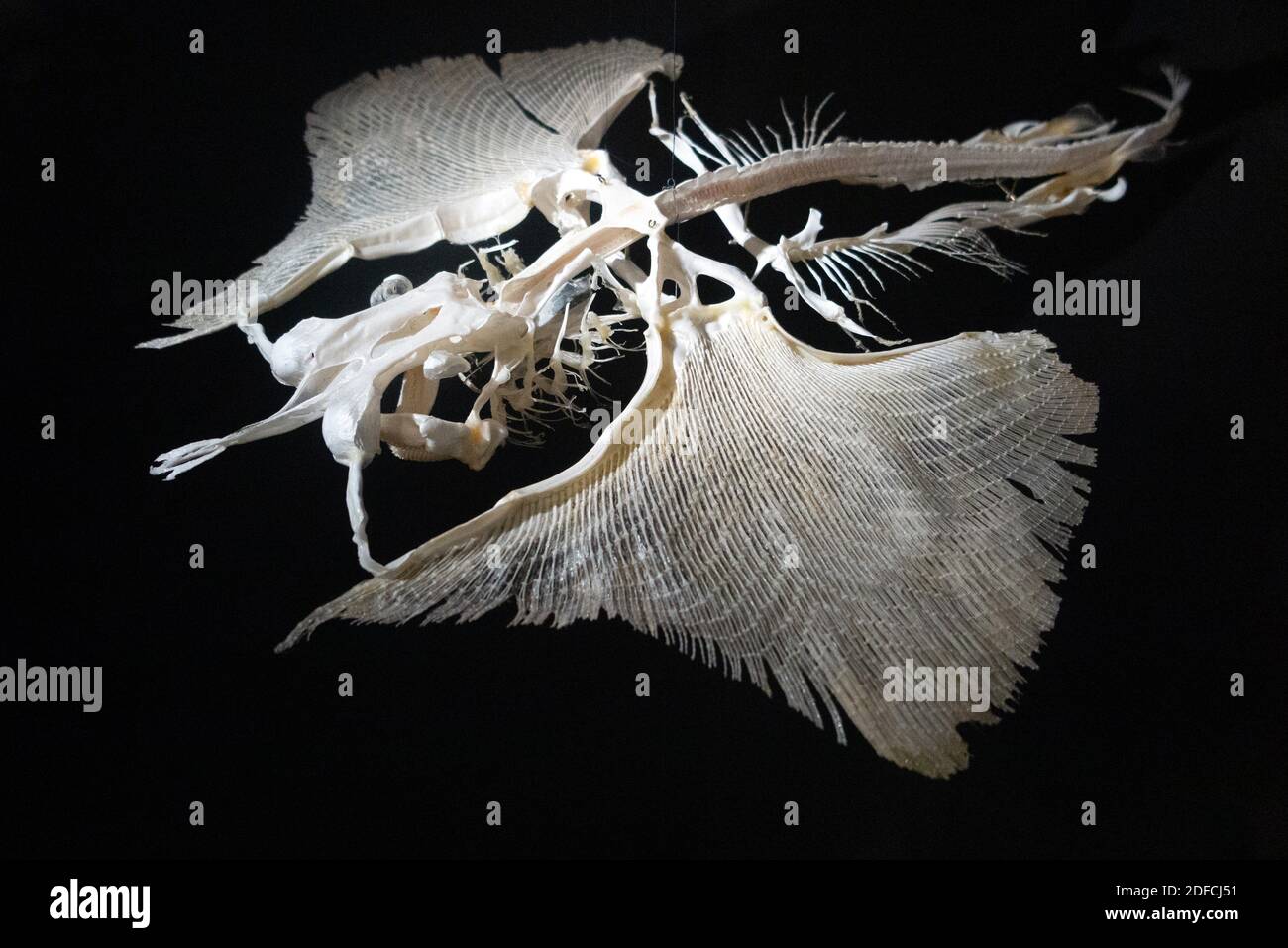SKELETON OF A STINGRAY, CARTILAGE WITH WINGS TO FLY IN THE WATER ...