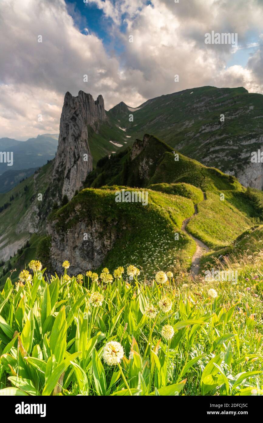 Clouds over Saxer Lucke surrounded by flowering meadows in summer, Appenzell Canton, Alpstein Range, Switzerland Stock Photo