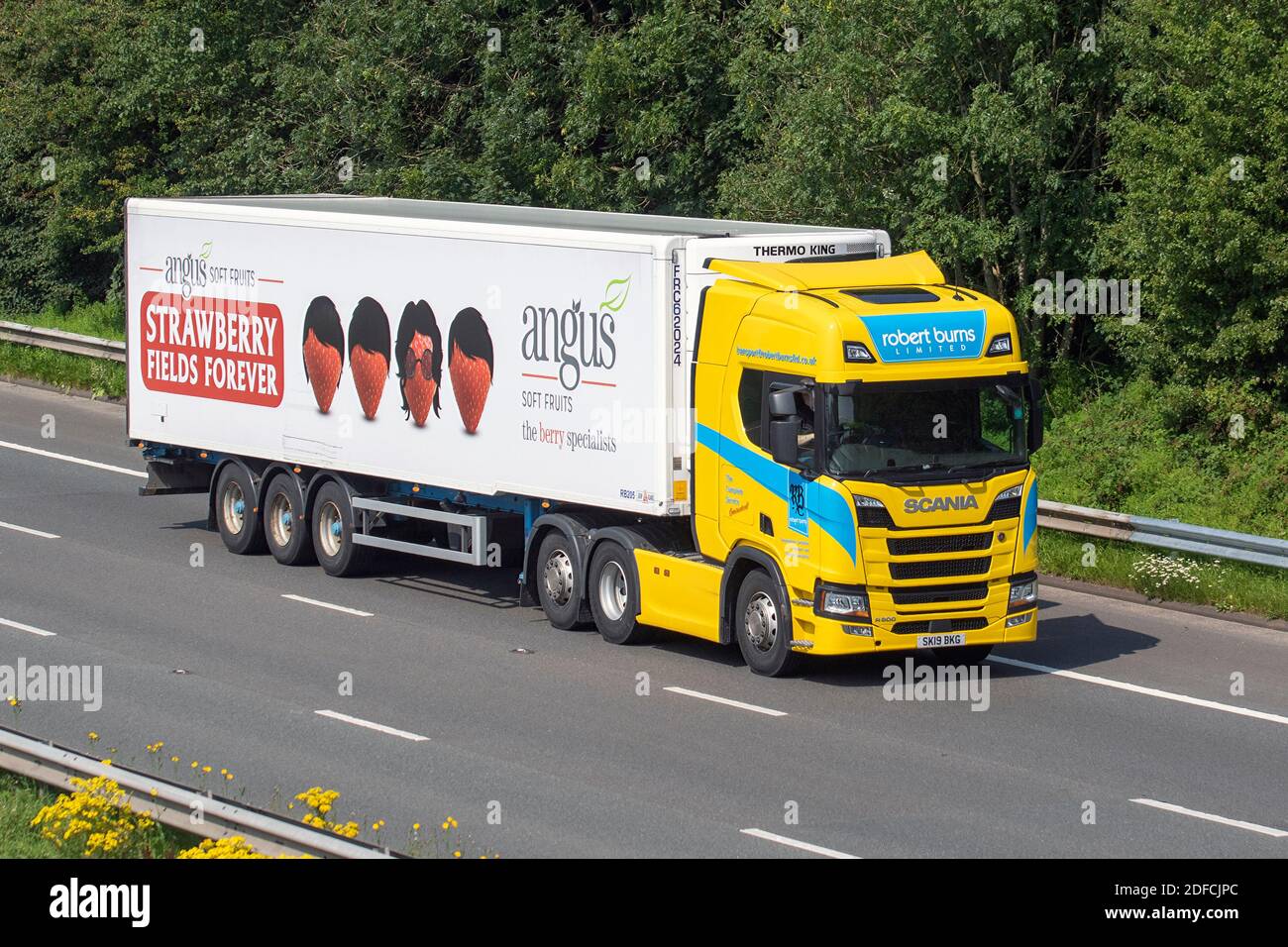 Robert Burns Scottish Haulage delivery trucks, Angus lorry, heavy-duty vehicles, temperature-controlled transportation, food truck, cargo carrier. Yellow Scania R500 vehicle, European commercial transport industry HGV, M6 at Manchester, UK Stock Photo