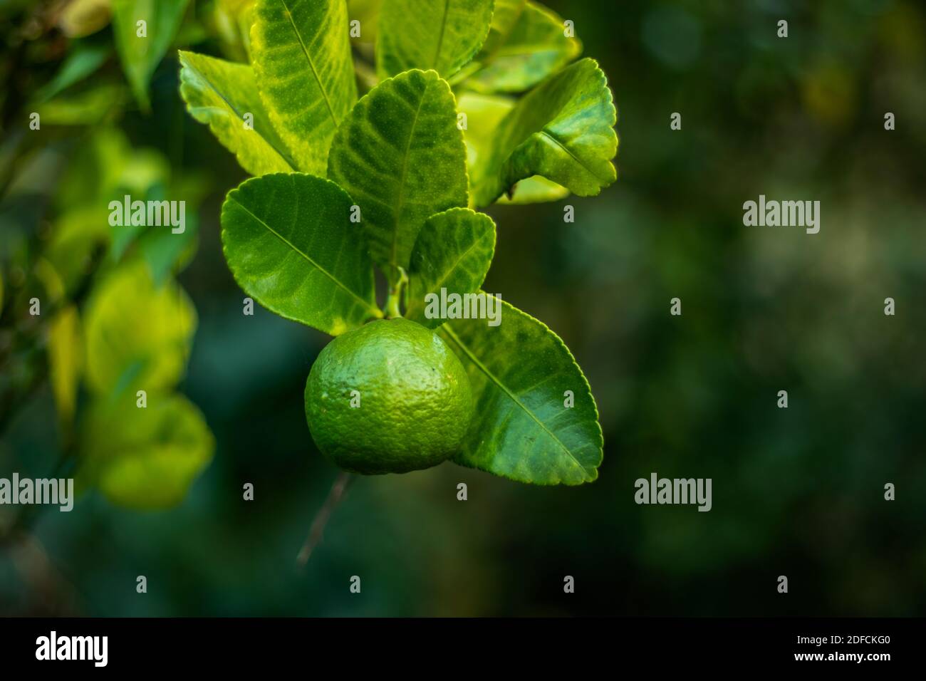 Lemon tree without thorns and seedless green lemon Stock Photo