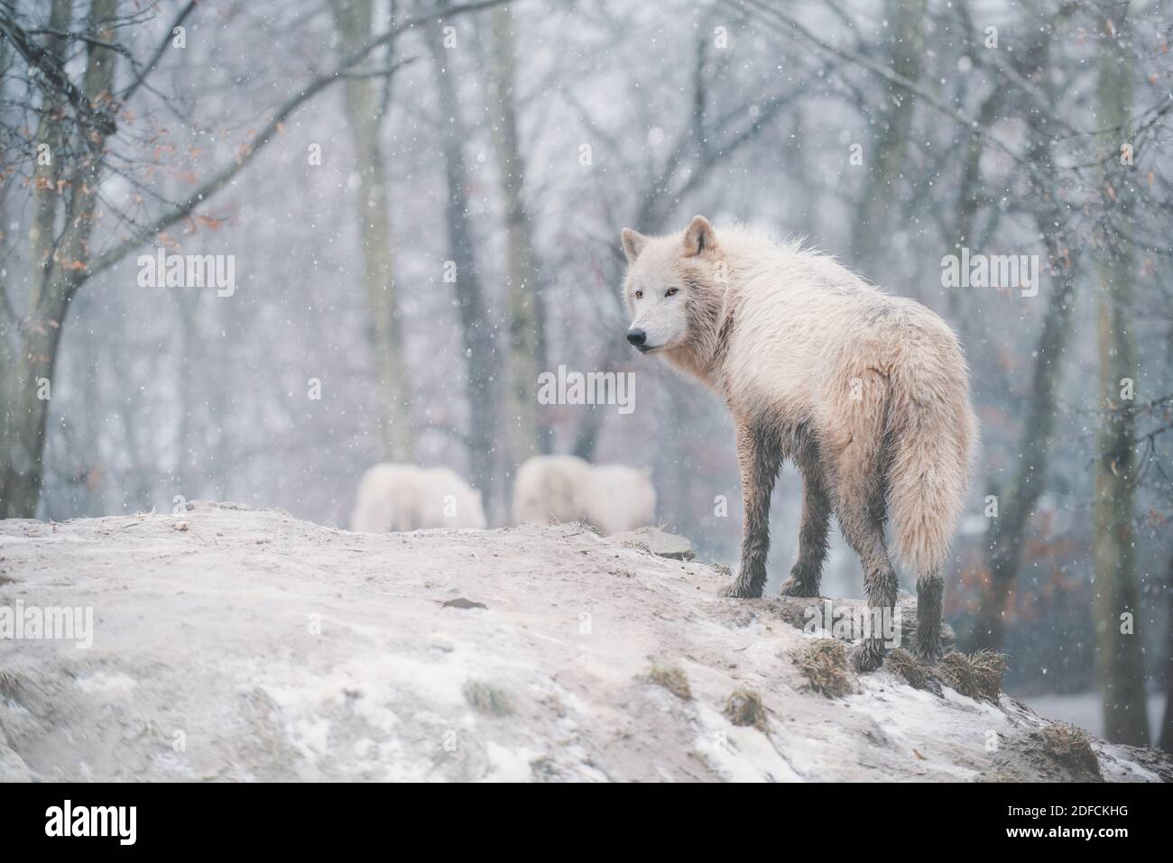 Arctic wolf (Canis lupus arctos) standing on a forest hill during snowfall. This type of wolf is also known as the white wolf or polar wolf. Stock Photo