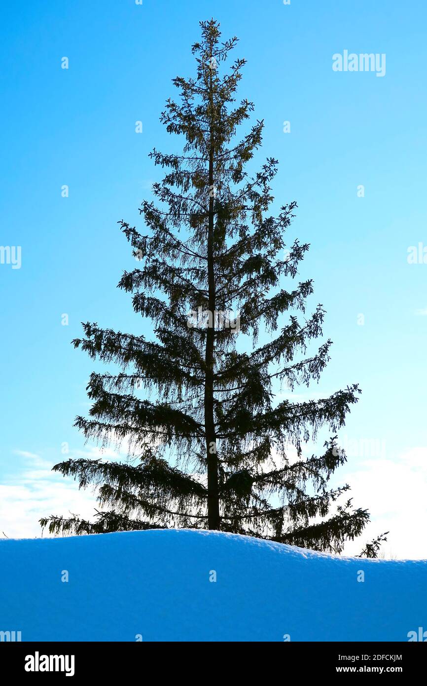 Pine Tree in the Snow on the Blue Sky Background Stock Photo - Alamy