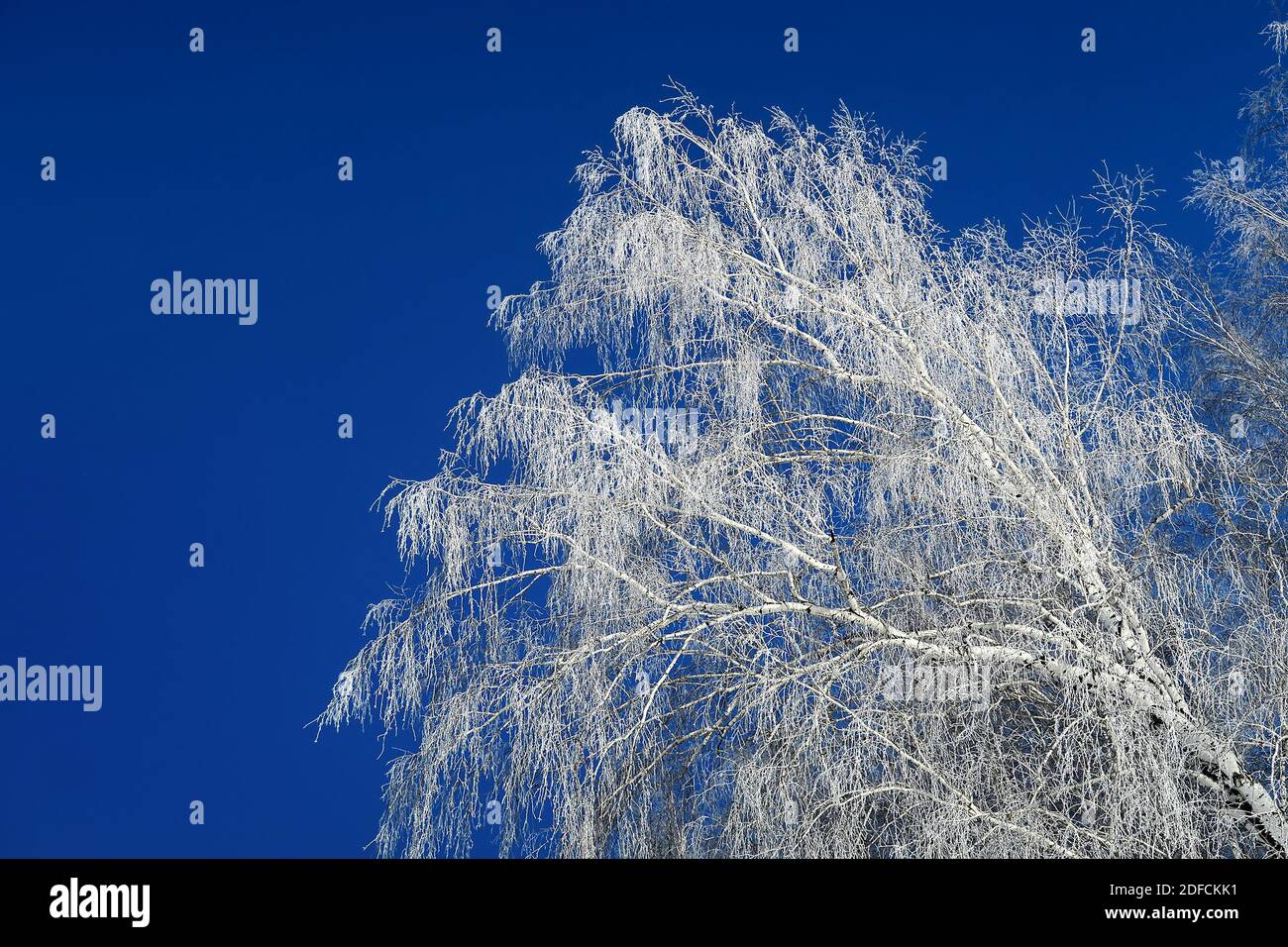 Trees in the Snow on the Blue Sky Background Stock Photo - Alamy