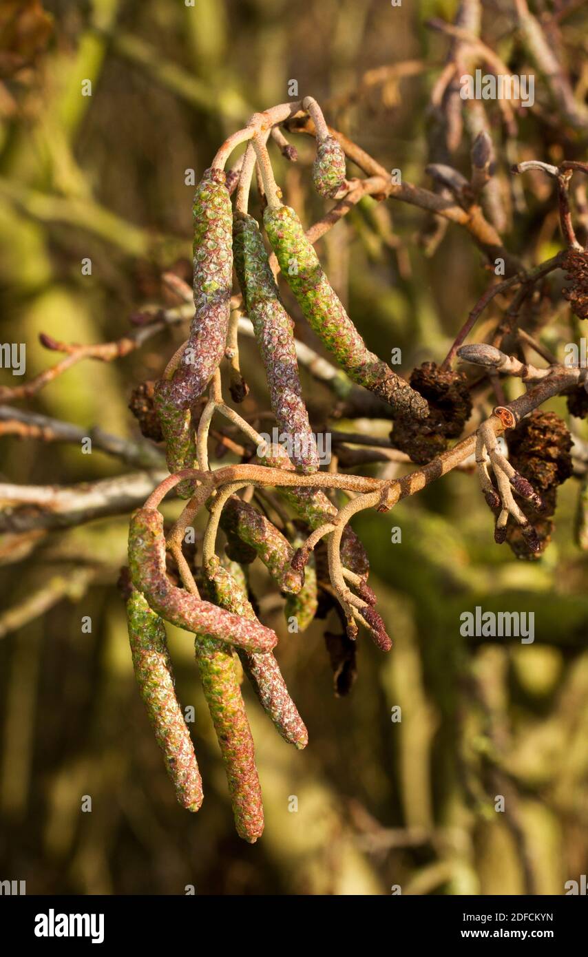 The male flowers of an Common Alder appear as tightly closed catkins in late autumn and only open and produce small flowers in spring Stock Photo