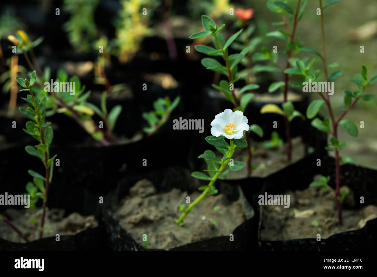 Purple Portulaca High Resolution Stock Photography And Images Alamy