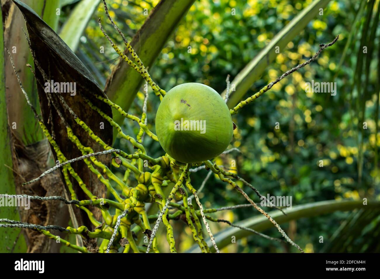 Green coconut family Arecaceae Vietnamese Coconut Tree Plant Stock Photo