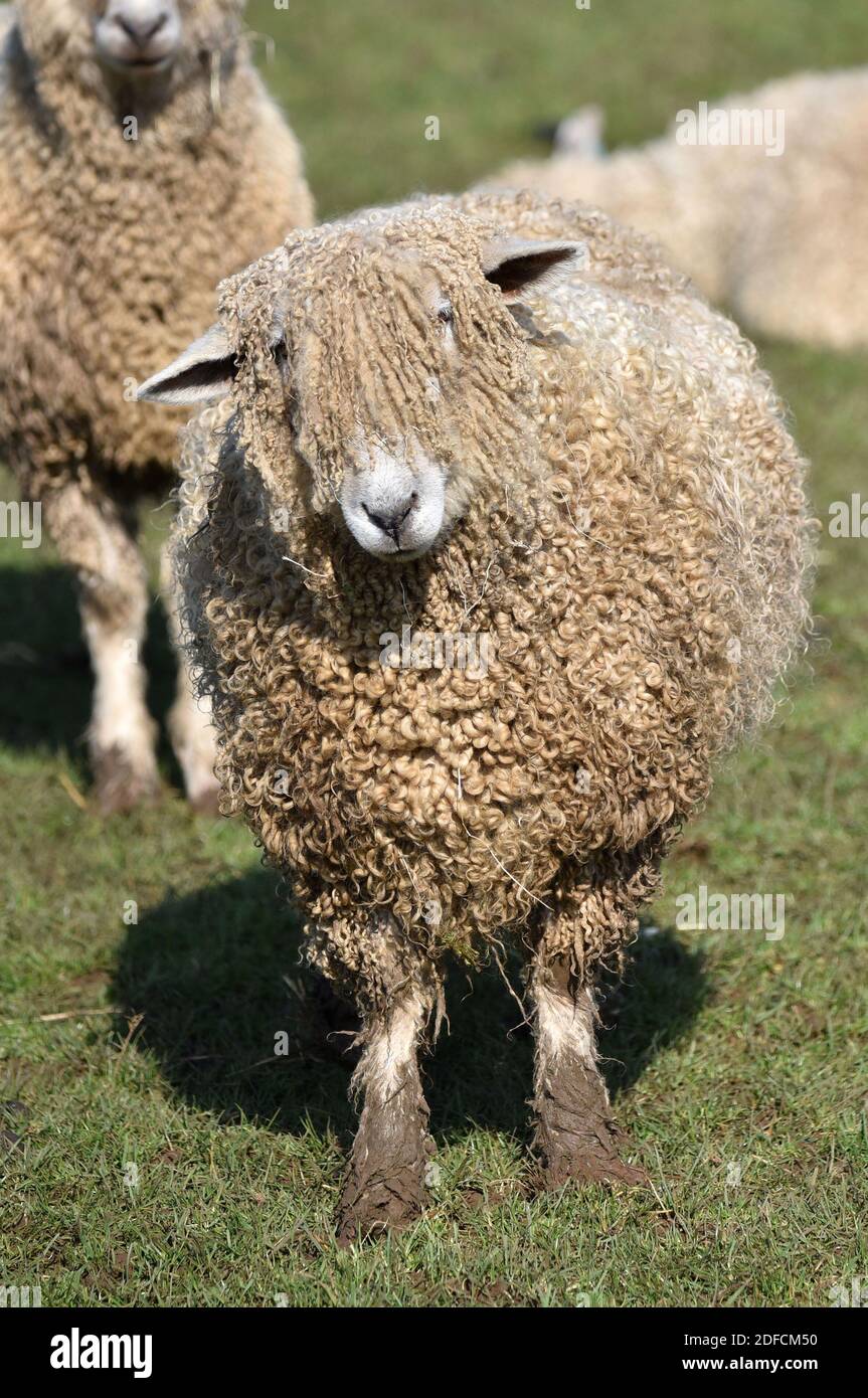 Cotswold Lion Sheep, Cotswolds, Gloucestershire, England, UK Stock