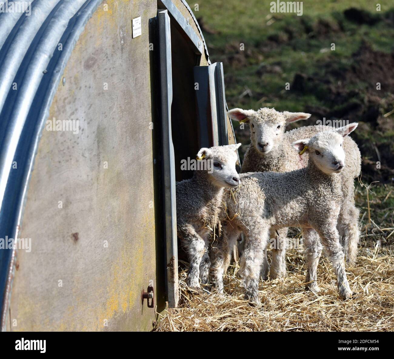Cotswold Lion Lambs, Cotswolds, Gloucestershire, England, UK Stock