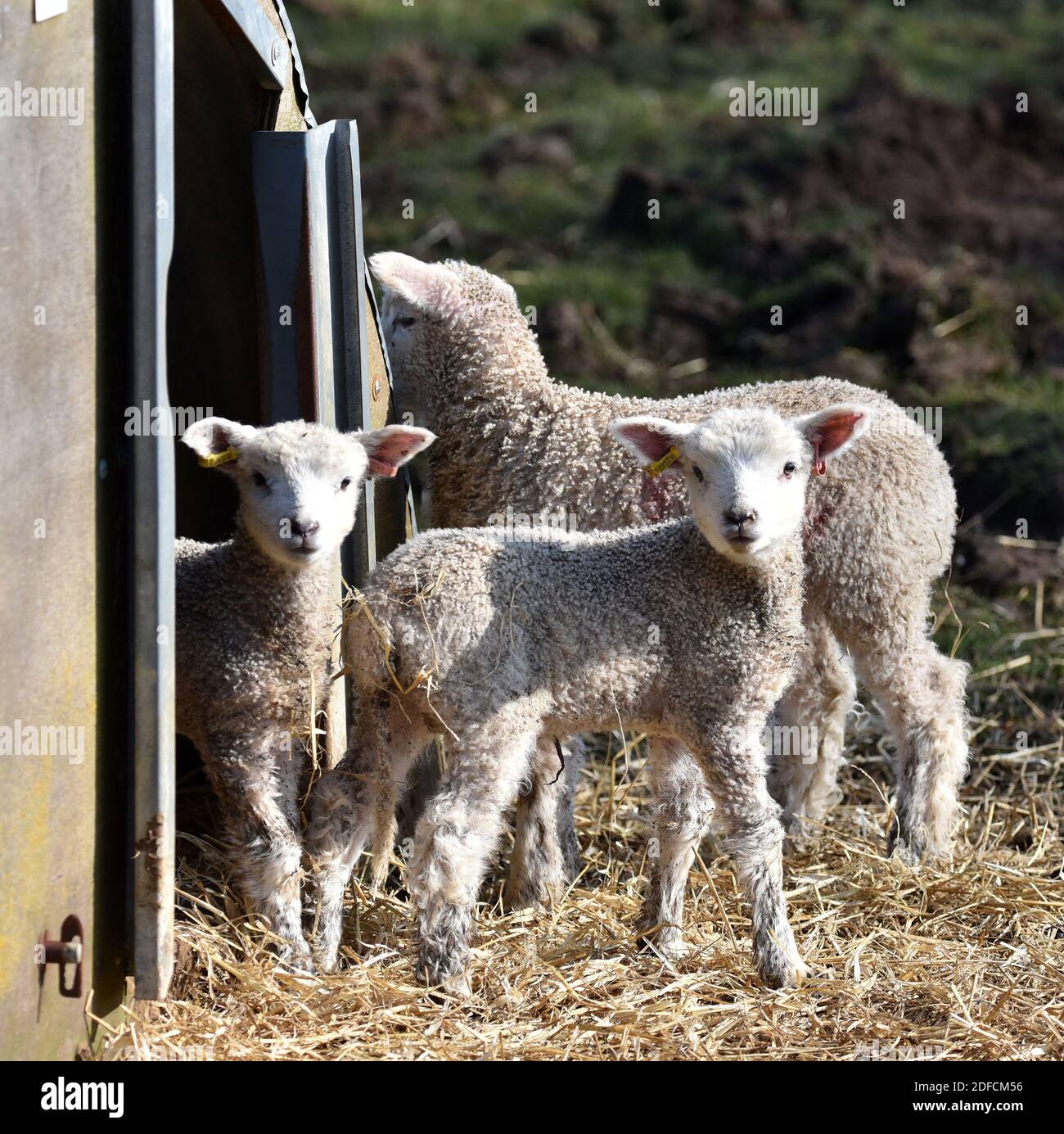 Cotswold Lion Lambs, Cotswolds, Gloucestershire, England, UK Stock