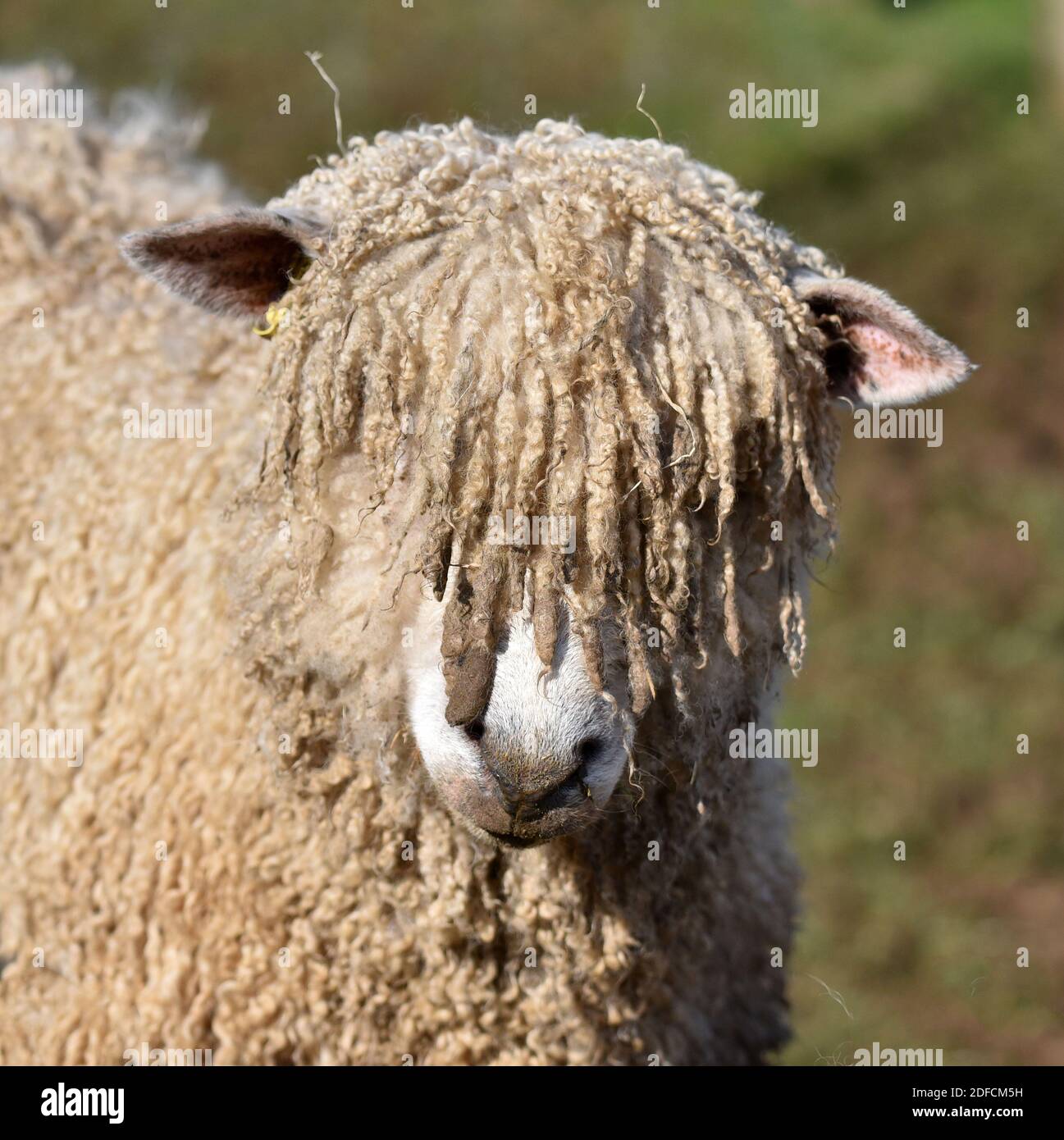 Cotswold Lion Sheep, Cotswolds, Gloucestershire, England, UK Stock