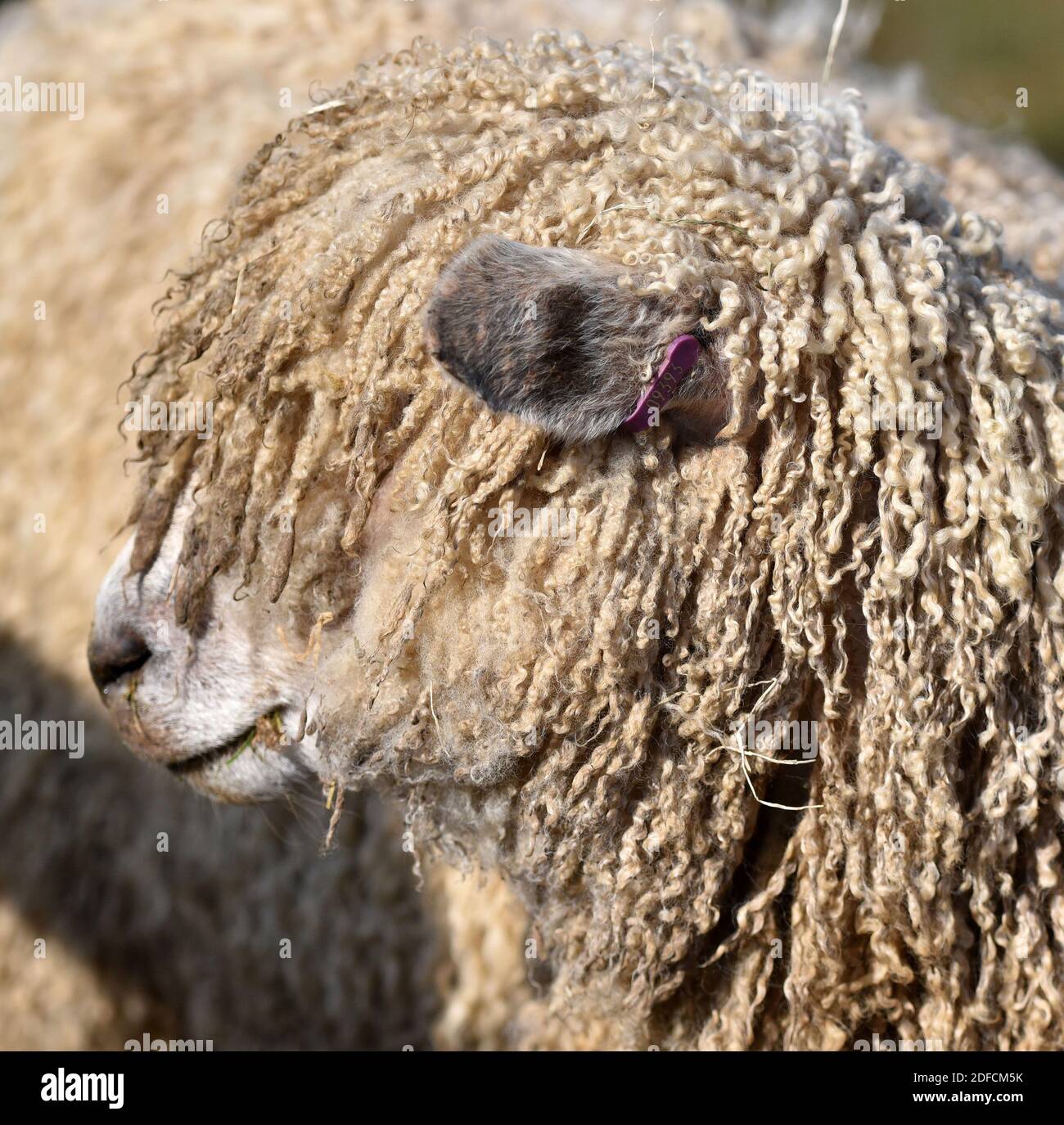 Cotswold Lion Sheep, Cotswolds, Gloucestershire, England, UK Stock
